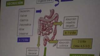 1º Fisiopatología de la diarrea en la enfermedad inflamatoria intestinal [upl. by Sitof]