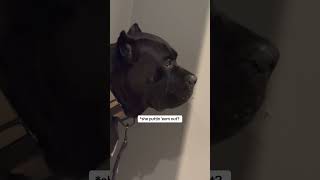 Bane done got hooked on POWER 💥 🥴 raisingbane Power GhostII funnydogsvideos [upl. by Ssur175]