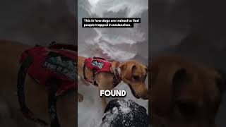 Getting Rescued by Avalanche Dog POV viral avalanche rescue [upl. by Viridis]