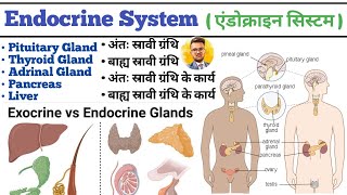 Endocrine System in hindi  Endocrine Gland  Pituitary Gland  Thyroid Gland  Liver  Pancreas [upl. by Narcis27]