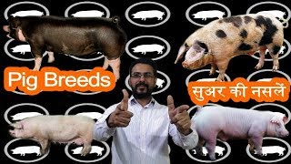 Pig Breeds Which breed is Best  New Pig Farm [upl. by Ronoh]