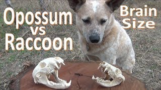 Opossum vs Raccoon Brain Size [upl. by Erickson]