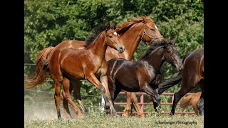 2023 Weanlings DRF Chandler DRF Gabriella amp DRF Cabernet ConnemaraConnemara Crosses [upl. by Daniyal185]