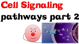 Cell Signaling Pathways part 2 [upl. by Gilbertine]