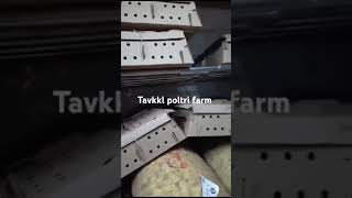 Tavkkl poltri farm chiks calendar farming poultryfarming viralvideo [upl. by Cello]