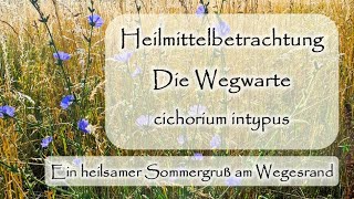 Wegwarte  cichorium intypus  Heilmittelbetrachtung  Dr med Liane PreuMaiwald  Würzburg [upl. by Catrina]