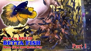 Part 1  How To Betta Fish Breeding  More Than 300 Betta Fry Mustard Gas Rose Tail Halfmoon [upl. by Selwin17]