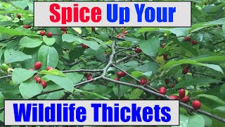 Spicebush Super Shrub for Songbirds Butterflies [upl. by Enehs78]