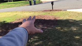 Zoysia Grass Seed Video 7 End of Season [upl. by Siuqcram]