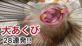 ゴールデンハムスターの大あくび28連発 Golden Hamster big yawn [upl. by Carr]