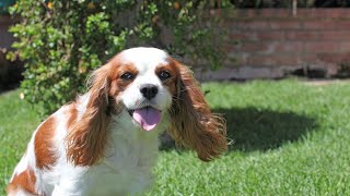 Are Cavalier King Charles Spaniels good with cats and small animals [upl. by Erelia]