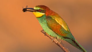 European beeeaters hunting at sunset [upl. by Lawler584]