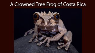 A Crowned Tree Frog with Tadpoles [upl. by Enitsugua]