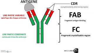 Caractéristiques des anticorps  relation structure fonction [upl. by Ekle]