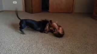 wiener dog fight gone terribly wrong [upl. by Fesuoy]