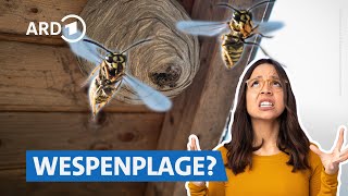 Nützlich aber nervig Wespen vertreiben ohne Stich 🐝❌  Die Ratgeber HR [upl. by Kinimod745]