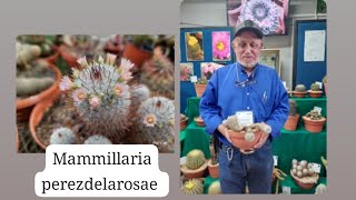 Mammillaria perezdelarosae [upl. by Gessner357]