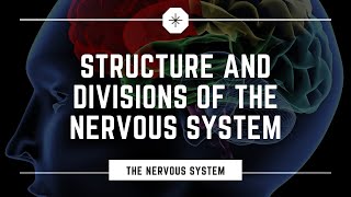 Structure and Divisions of the Nervous System [upl. by Drauode478]