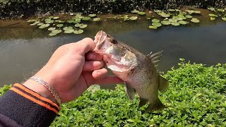 Exploring a skinny swamp drain Fishing Cairns [upl. by Niai]