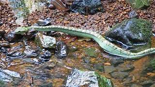 KCC King Cobra hunting a pit viper WOW [upl. by Hidie]