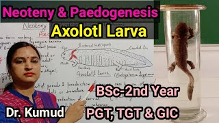 Neoteny amp Paedogenesis AxolotlLarva Factors of NeotenyExtrinsicIntrinsic amp Environment BSc2PGT [upl. by Larson]