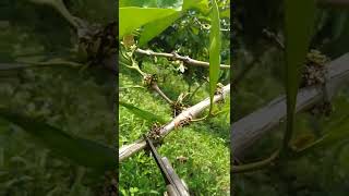 Coffee farmingPagkakaiba ng Excelsa sa Robusta [upl. by Aicilat]