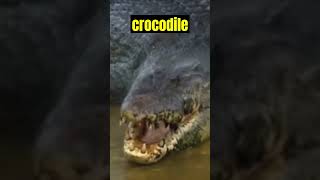 Potol The 30 Foot Slasher Crocodile [upl. by Booker]