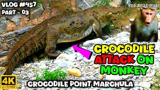 CROCODILE ATTACK ON MONKEY  ALERT FROM WILDLIFE  HIMALAYAN GORAL JIM CORBETT NATIONAL PARK [upl. by Kcirdneked]