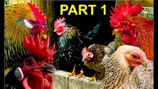 Top10 MOST BEAUTIFUL BANTAM CHICKENS Part 1 Serama Wyandotte Brahma Leghorn bantams [upl. by Wakeen]