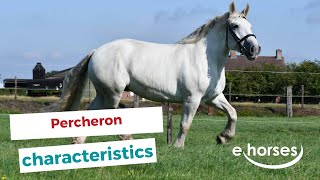 Percheron  characteristics origin amp disciplines [upl. by Grunberg448]