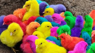 Menangkap ayam lucu ayam warna warni ayam rainbow bebek angsa ikan hias ikan cupang Kelinci [upl. by Horacio]