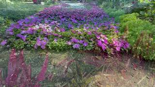 The Grounds of Mackinacs Grand Hotel and City Scape [upl. by Thetis]