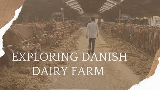 Dairy Farm In Denmark  Dairy Farming Internship In Denmark  Denmark Vlogs [upl. by Yaf]