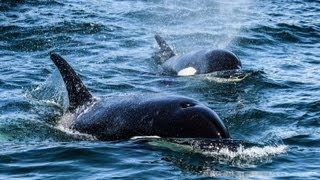 Transient Killer Whales Hunting and Killing Harbor Seals HD [upl. by Yrekaz608]