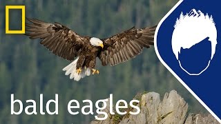 Bald Eagles Episode 3  wildlife with bertie gregory [upl. by Noak]