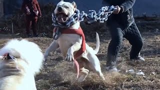 Beautiful Strong Dogo Argentino [upl. by Gnilrac]