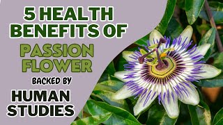 5 Health Benefits of Passion Flower Backed by Human Studies [upl. by Huntley]