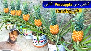 How To Grow Pineapple  Pineapple Tree  Ananas ki KhetiHome Gardening [upl. by Nageam]