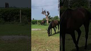 Horses in garden  This Was Unexpected reels shorts viralvideo viralshorts vlog [upl. by Saenihp]