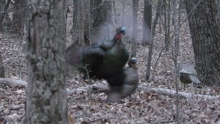 West Virginia opening day turkey hunt 41524 [upl. by Mohl]