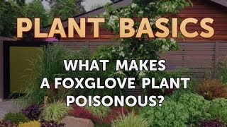 What Makes a Foxglove Plant Poisonous [upl. by Essirehc]