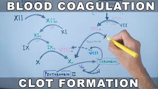 Coagulation Cascade  Intrinsic and Extrinsic Pathway [upl. by Woodall620]