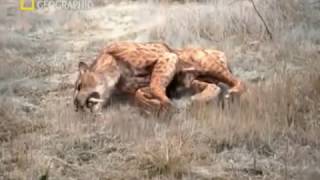 La Extinción del Tigre Dientes de Sable  Documental National Geographic [upl. by Ilram]