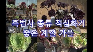 다육 흑법사 종류 적심하기 좋은 계절 가을 Grow Aeonium from cuttings [upl. by Serge]