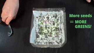 How to Grow Micro Greens Inexpensively at Home  Part 2 [upl. by Ameluz]