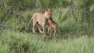 Lioness Protects a Baby Antelope [upl. by Budge]