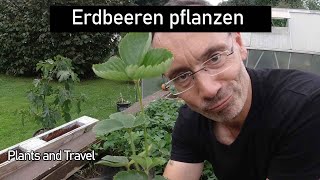 Erdbeeren pflanzen und schneiden Beet vorbereiten für das nächste Jahr [upl. by Gnoy]