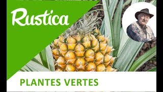 Diviser les rejets d’un ananas [upl. by Frager]