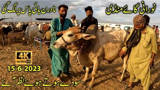 Cow Mandi 2023 Noorani Cow Mandi Shifted at Northern bypass 1562023 Karachi [upl. by Nospmas]