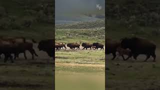 Cunning Grizzly Seizes Opportunity to Hunt Straggling Bison Calf from Fleeing Herd [upl. by Phebe]